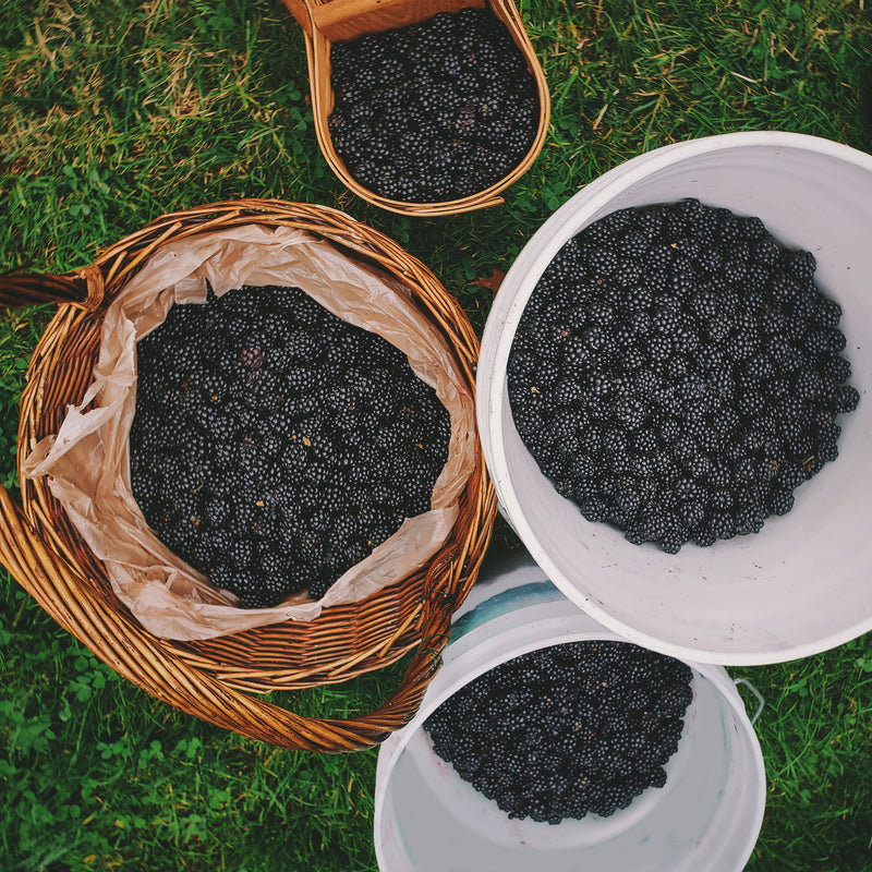 Blackberry and Lavender Jam